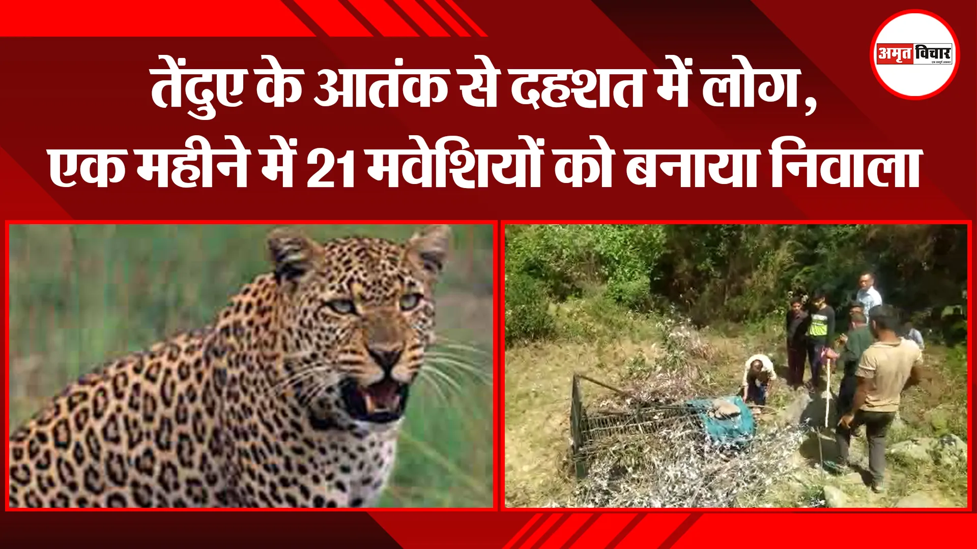 रानीखेत: तेंदुए के आतंक से दहशत में लोग, एक महीने में 21 मवेशियों को बनाया निवाला