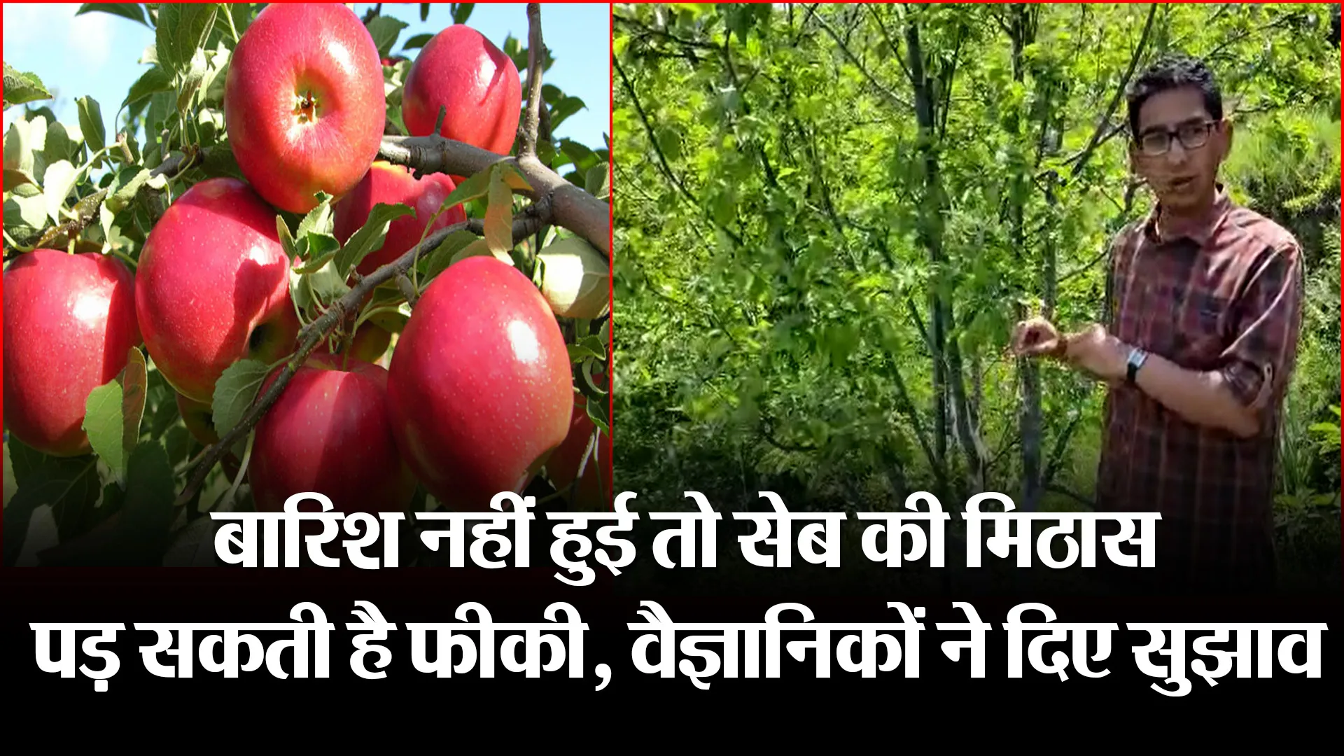 हल्द्वानी: बारिश नहीं हुई तो सेब की मिठास पड़ सकती है फीकी, वैज्ञानिकों ने दिए सुझाव