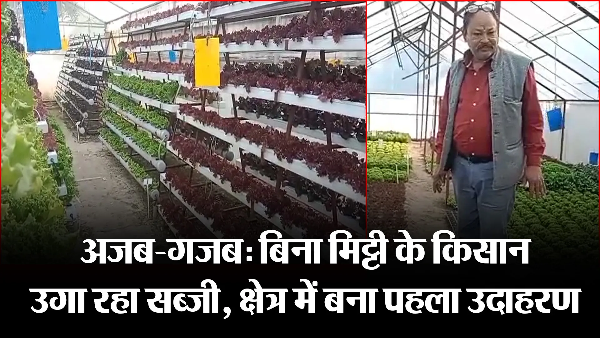 अल्मोड़ा: अजब-गजब: बिना मिट्टी के किसान उगा रहा सब्जी, क्षेत्र में बना पहला उदाहरण