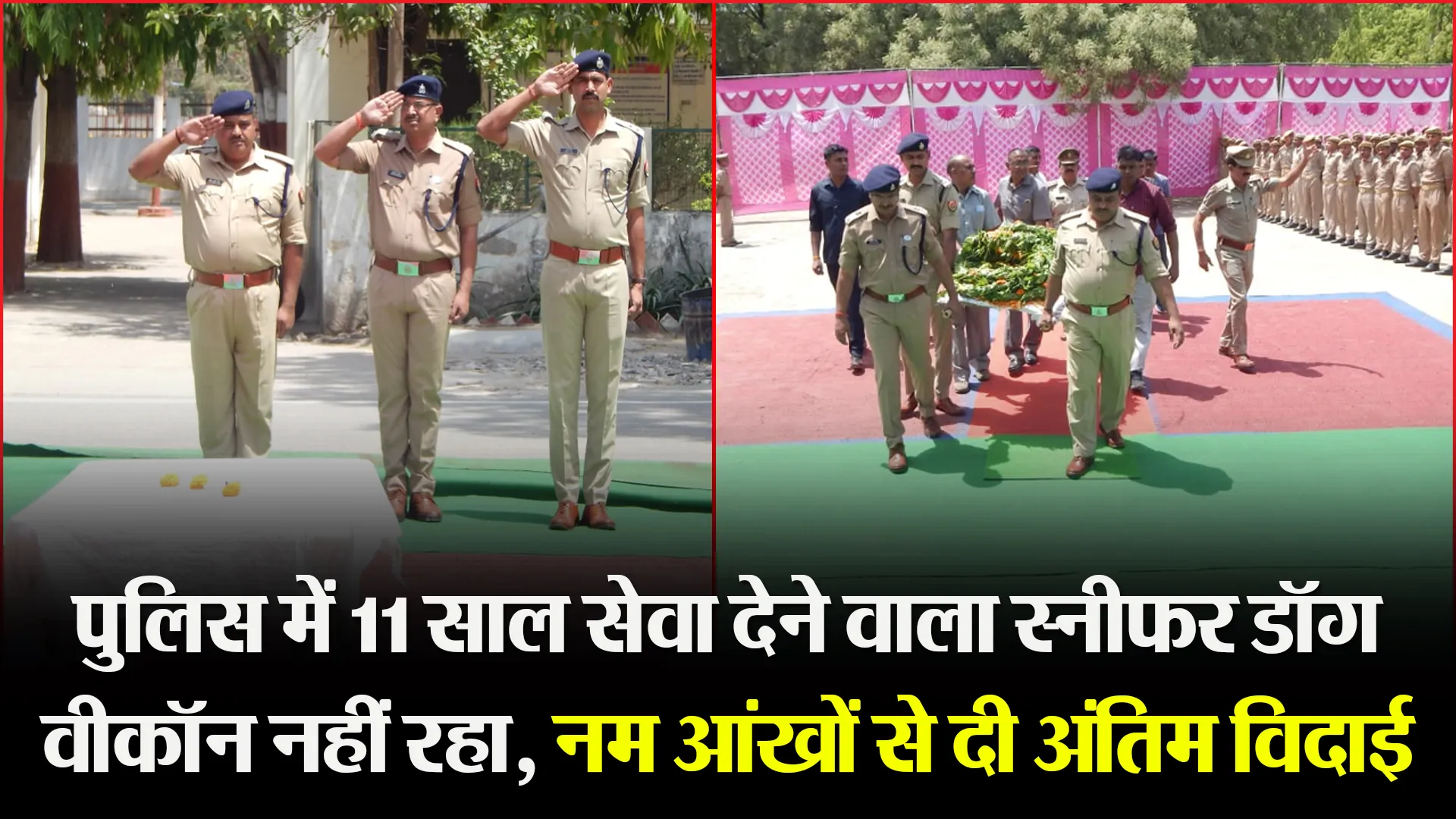 मुरादाबाद: पुलिस में 11 साल सेवा देने वाला स्नीफर डॉग वीकॉन नहीं रहा, नम आंखों से दी अंतिम विदाई