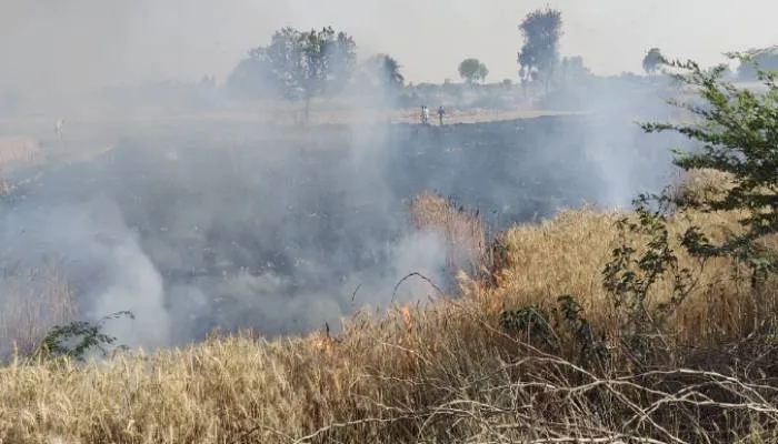 कन्नौज के सौरिख क्षेत्र में आग लगने से 35 बीघा गेहूं जलकर राख, सदमे में किसान