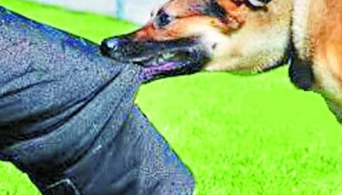 मानवाधिकार आयोग सख्त: कुत्तों के काटने से बच्चे की मौत पर नगर आयुक्त से सात दिन में मांगी रिपोर्ट