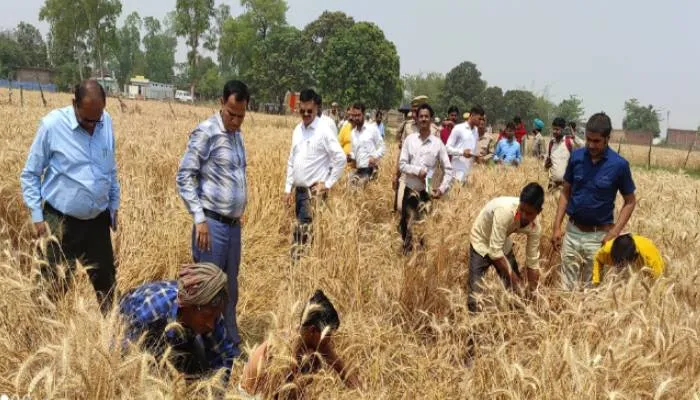 बहराइच: खेत पहुंचकर डीएम ने करावाई गेहूं की क्रॉप कटिंग, किसानों को दी यह सलाह