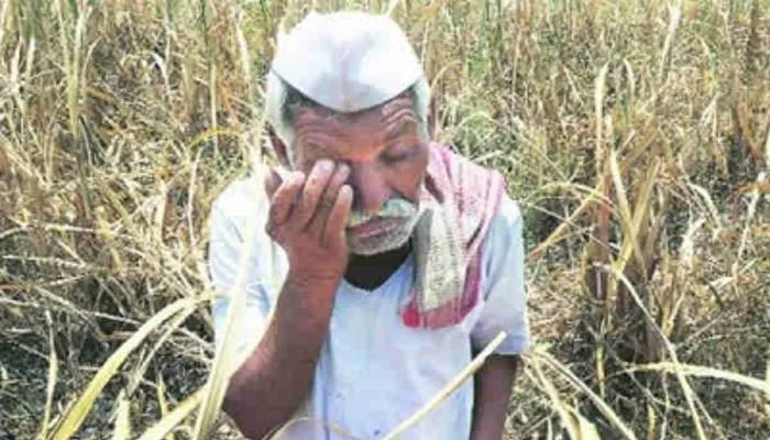 डीएपी खाद की कीमतें बढ़ने से गन्ना किसान परेशान, सहकारी समितियों पर लगाया आरोप