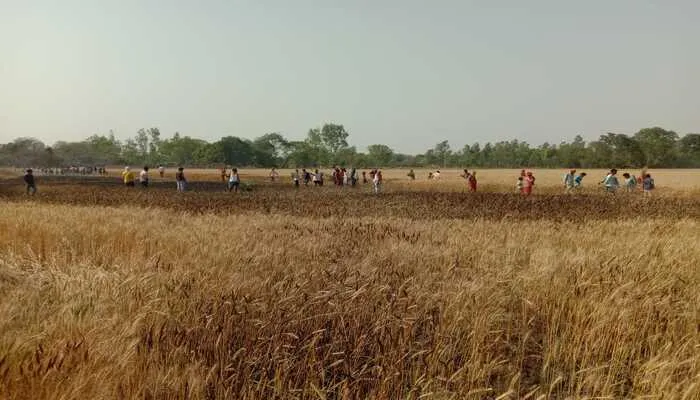 अयोध्या: खेतों में शॉर्ट-सर्किट से लगी आग, फसल जलकर हुई राख