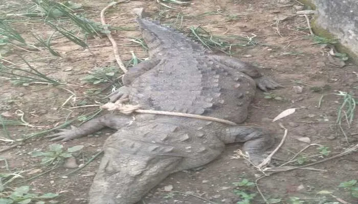 अयोध्या: मिर्ची तालाब से निकला विशालकाय मगरमच्छ, ग्रामीणों में मचा हड़कंप