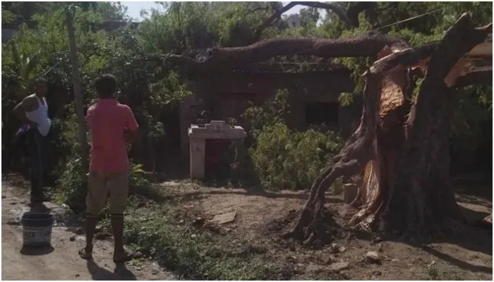 अलीगढ़: तेज आंधी ने जमकर मचाई तबाही, पेड़ गिरने से महिला की मौत, दर्जनों मवेशी घायल