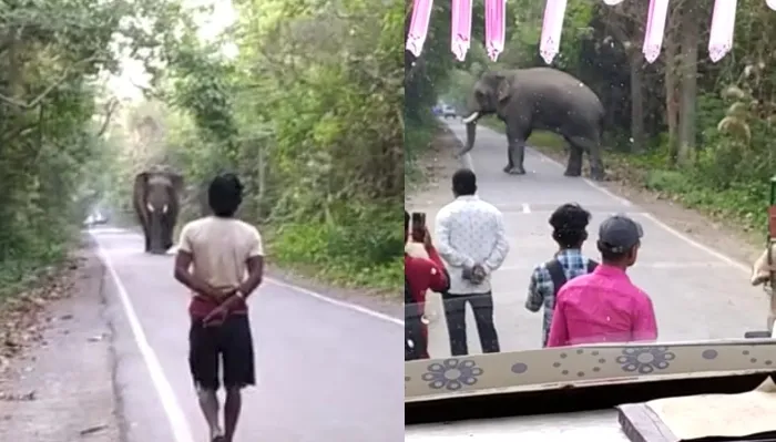 बहराइच: जंगल से निकलकर सड़क पर आया हाथी , सड़क पर यात्री को दौड़ाया, 20 मिनट बाधित रहा आवागमन