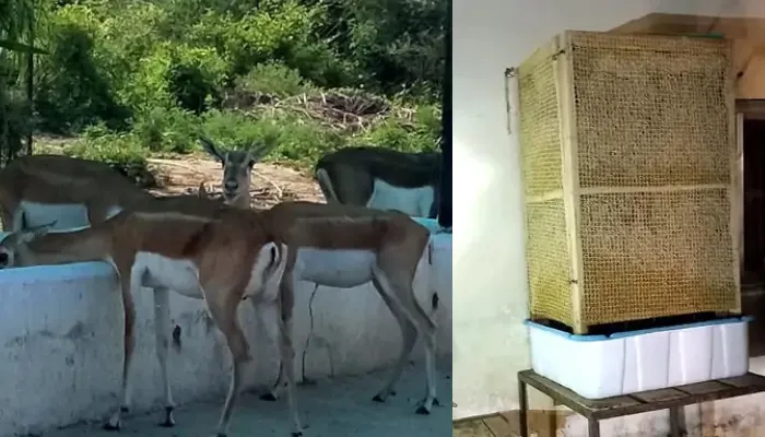 इटावा: बढ़ती गर्मी में सफारी प्रशासन ने जानवरों के बाड़ों में किये कूलर के इंतजाम, बनवाए गए तालाब