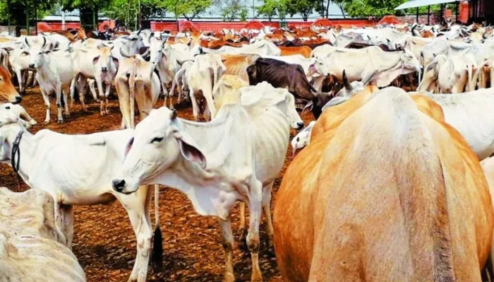 अयोध्या: गौ आश्रय स्थलों में क्षमता के अनुसार गौवंशों का संरक्षण करने के दिए गए निर्देश