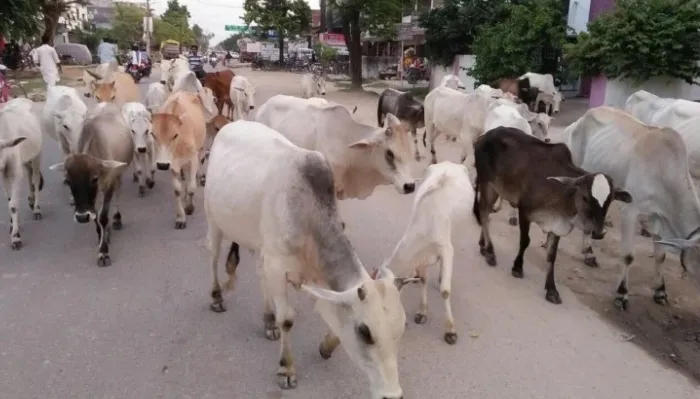 छुट्टा पशुओं की समस्या से निपटने के लिये सरकार का बड़ा फैसला, 30 जिलों में चलाई जाएगी यह नई योजना