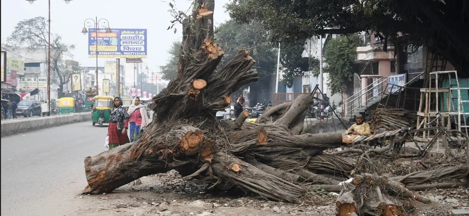 बरेली: शहर की सड़कों से काटे अंधाधुंध पेड़, बताए सिर्फ 28