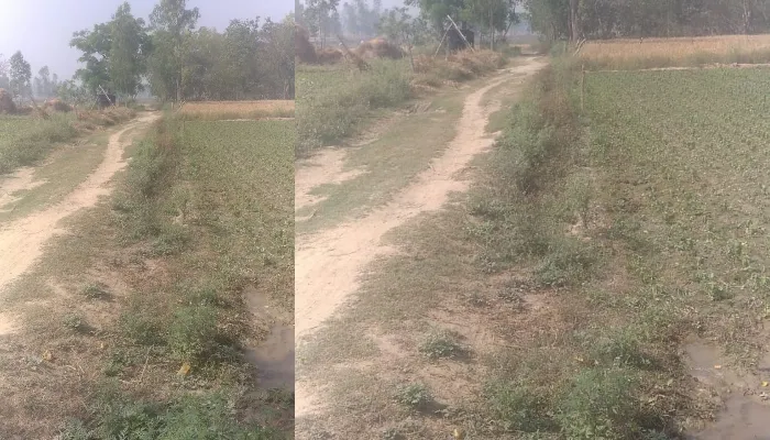 बाराबंकी: नालों की बदहाली से किसानों के खेतों में नहीं पहुंच रहा पानी, सिंचाई के लिये तरस रहे खेत
