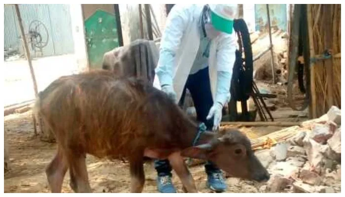 बाराबंकी: ब्रुसेलोसिस बीमारी से फैल सकती है पशुओं में नपुंसकता, टीकाकरण करेगी टीम