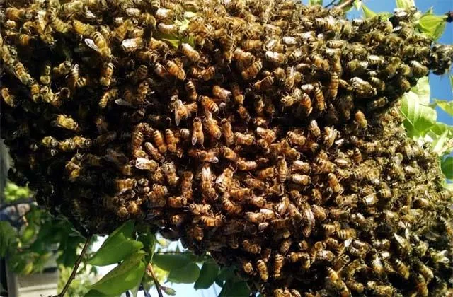 मधुमक्खियों ने किया हमला, 14 छात्राएं जख्मी