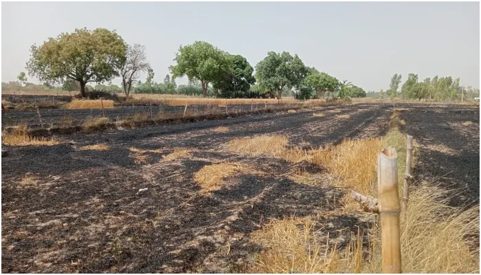 रायबरेली: खेत में लगी आग, पांच बीघा फसल जलकर हुई राख