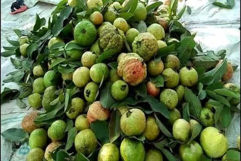 जसपुर: अमरूद के बाग में रंजिशन आग लगाने का आरोप, 40 पेड़ झुलसे