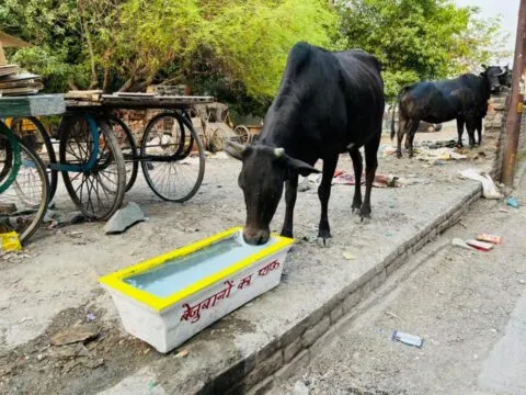 हल्द्वानी: भीषण गर्मी में किए बेजुबानों की प्यास बुझाने के इंतजाम, हर कोई कर रहा इन्हें सलाम