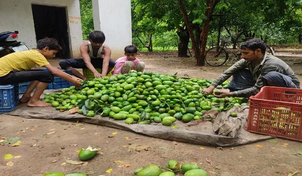 अमरोहा: आंधी बारिश से पेड़ो से गिरे आम, कारोबारियों को हुआ नुकसान