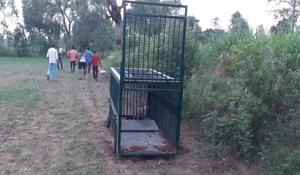 बिजनौर: खेत में गुलदार देख दो भाइयों के उड़े होश, लोगों में दहशत