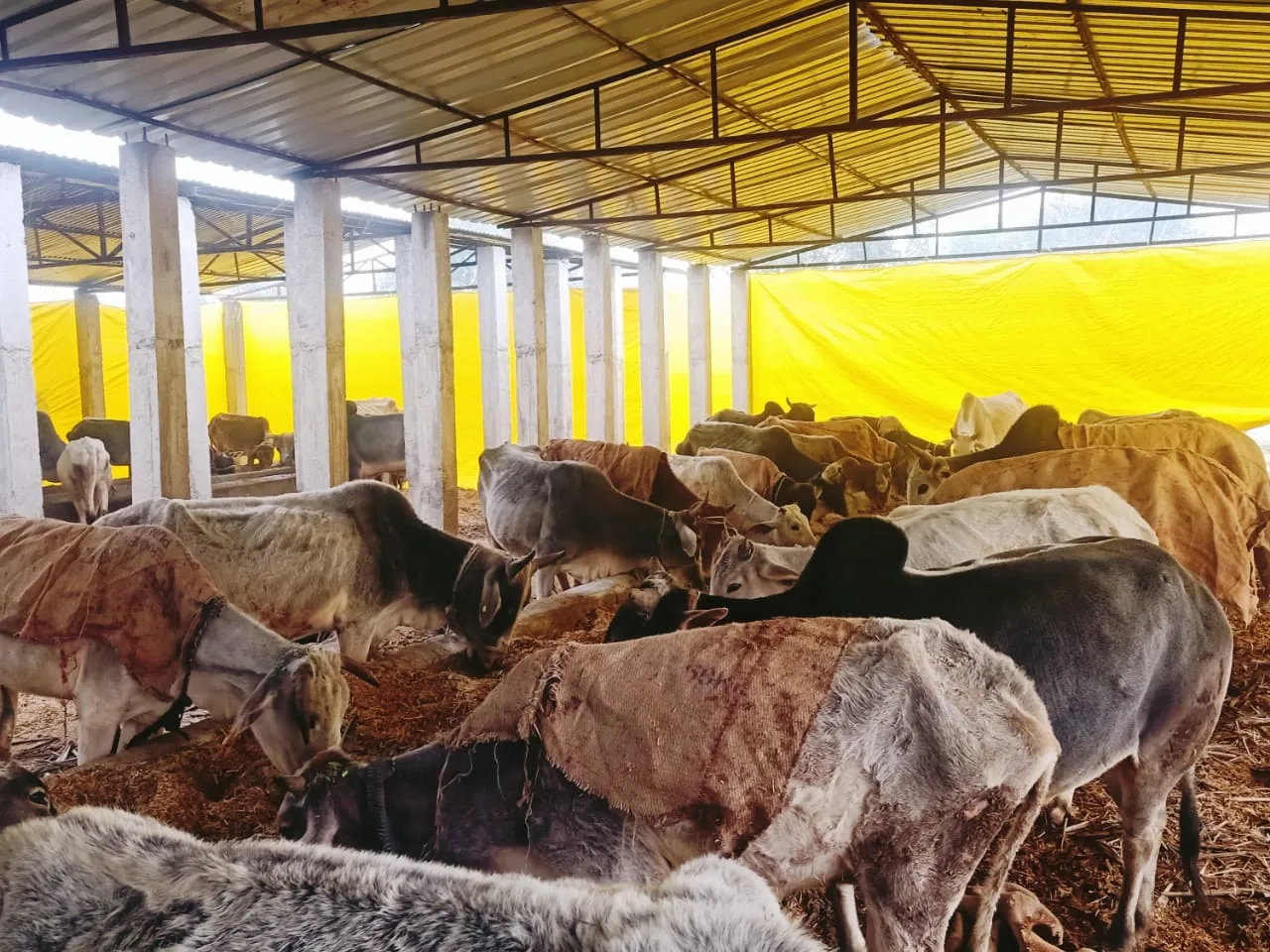 बरेली: गोसेवा के लिए भूसा दान करने वालों को मिलेगा सम्मान