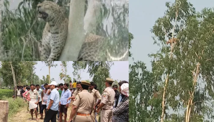 बाराबंकी: पुलिस और वन विभाग की टीम को चकमा देकर भागा तेंदुआ, खौफ में ग्रामीण