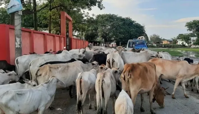 पानी और चारे के लिये राजस्थान के किसानों ने मवेशियों संग इटावा में जमाया डेरा
