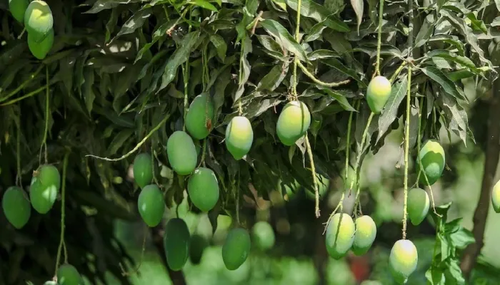 सीतापुर: आंधी और बारिश से आम की फसल को  हुआ भारी नुकसान, खेतों में भरा पानी