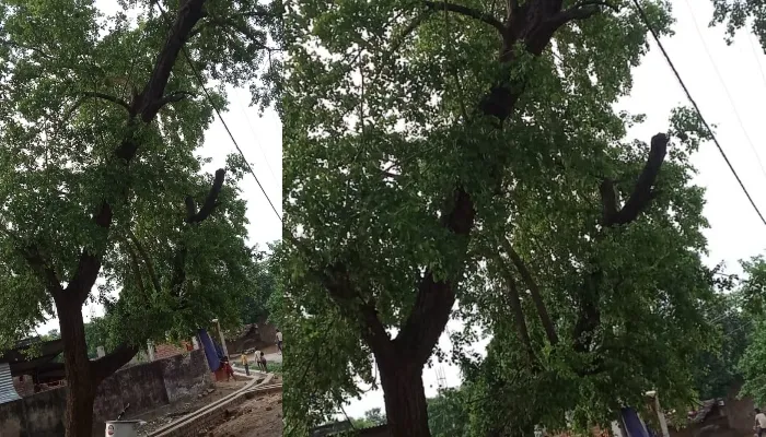 बहराइच: आंधी में टूटकर गिरा बिजली का तार, बिना घूस के टूटे विद्युत तार को नहीं जोड़ रहे कर्मी