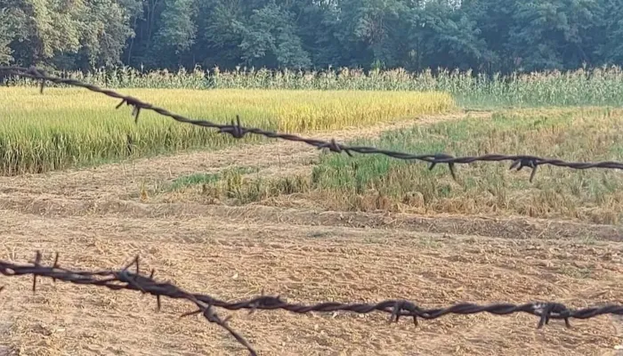 रायबरेली: किसान के खेत में बंधे तार में दौड़ा करंट, गाय की मौत