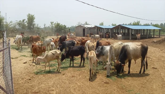 अयोध्या: हरा चारा तो दूर बेजुबानों को पानी भी नहीं है मयस्सर, गोवंश संरक्षण के दावे दिखे बेमानी