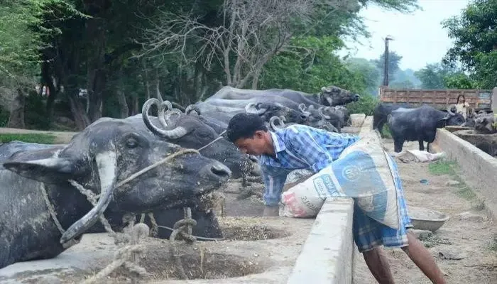 अयोध्या: भूसा हुआ महंगा, दूध के दाम बढ़ाने के अलावा नहीं कोई ‘चारा’