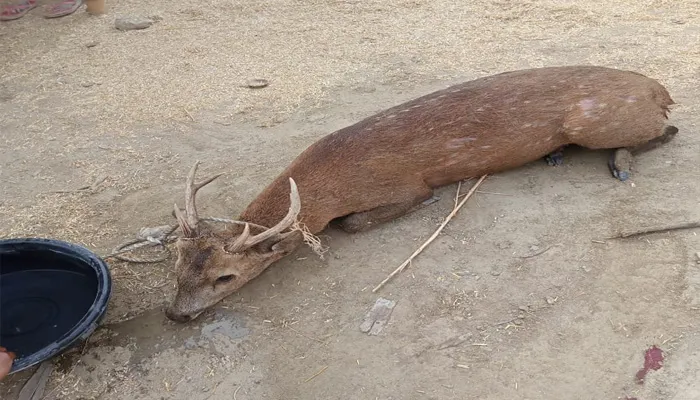 बहराइच: गांव पहुंचे बारहसिंघा को कुत्तों ने नोचा, मौत
