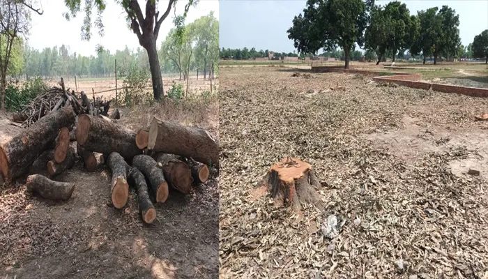 बहराइच: बौर लगे आम के पेड़ों पर बिना परमिट के चलाया आरा, पुलिस और वन विभाग की मिलीभगत से कटवाए पेड़