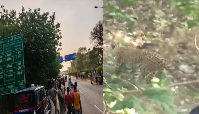 बाराबंकी: अब खुलकर घूम रहा है तेंदुआ, बेबस दिखाई दे रही वन विभाग की टीम