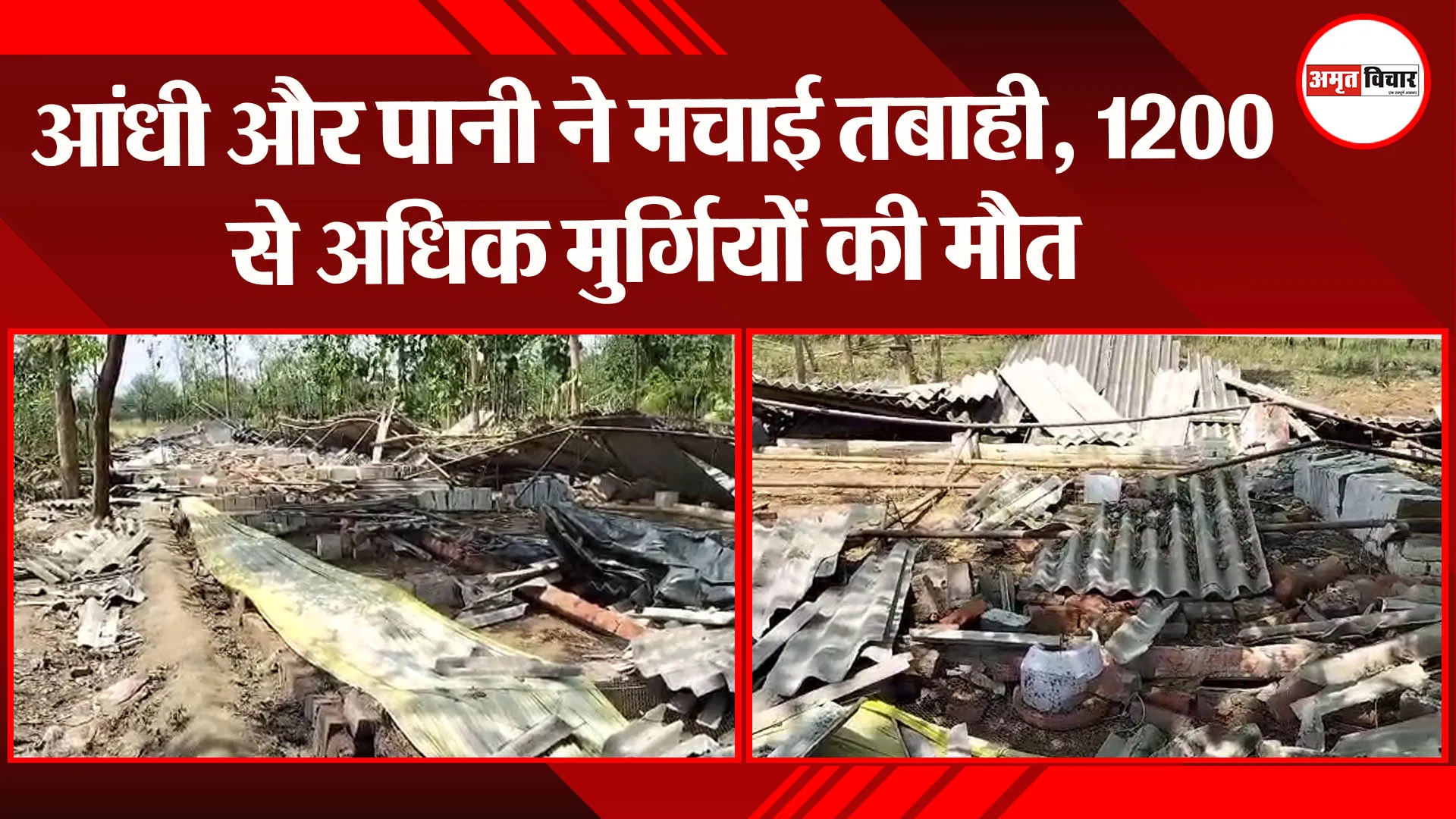 बहराइच: आंधी और पानी ने मचाई तबाही, 1200 से अधिक मुर्गियों की मौत