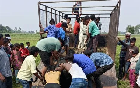 बरेली: मंत्री धर्मपाल का आया फोन हमलावर सांड पकड़ो तब अधिकारी दौड़े