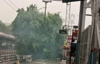 बरेली: प्लेटफार्म पर पाकड़ पेड़ गिरने से रेल यातायात प्रभावित