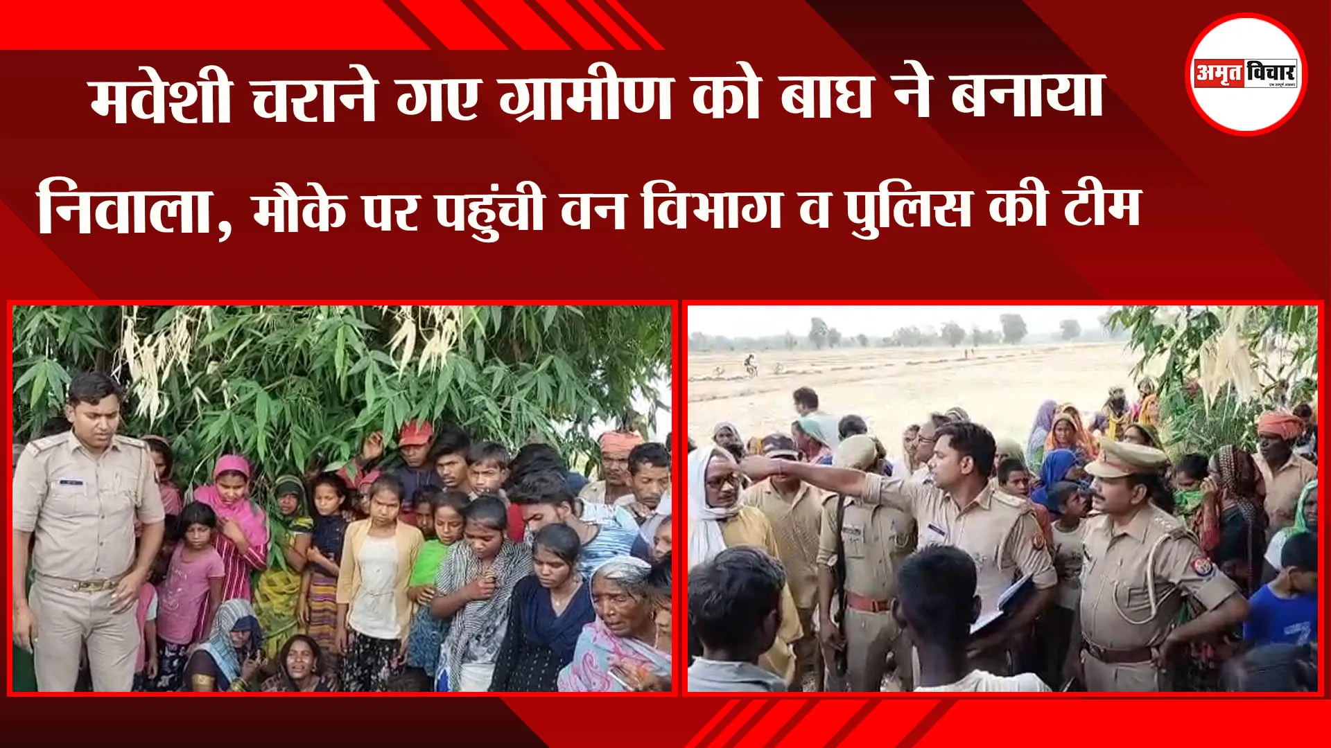 बहराइच: मवेशी चराने गए ग्रामीण को बाघ ने बनाया निवाला, मौके पर पहुंची वन विभाग व पुलिस की टीम