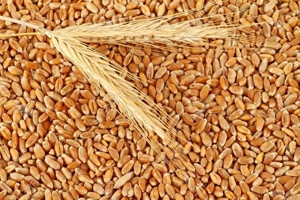 संयुक्त राष्ट्र की चेतावनी : दुनिया के पास सिर्फ 70 दिन का बचा गेहूं, मोदी से गुहार लगाएंगे जो बाइडेन!
