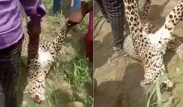 अमरोहा : मखदुमपुर में दिखा तेंदुआ, ग्रामीणों ने पीट-पीटकर किया अधमरा