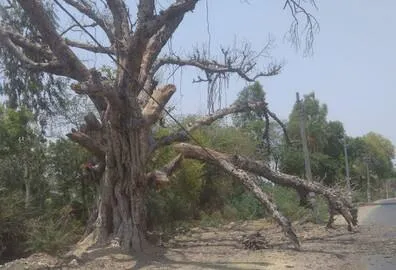 किच्छा: बाइक सवार पर गिरा सूखा पेड़, मौत