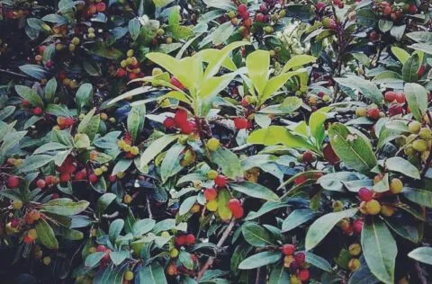 हल्द्वानी: काफल के पेड़ से गिरी महिला, एसटीएच में मौत