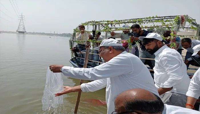 कानपुर: मंत्री के इंतजार में मर गई सैकड़ों मछलियां, गंगा बैराज के अटल घाट पर निर्धारित था कार्यक्रम