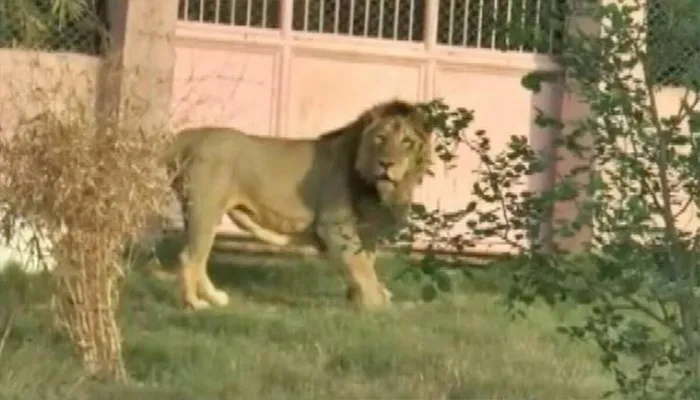इटावा: Lion Safari की शान नौ बच्चों का पिता ‘मनन’ शेर की हालात नाजुक