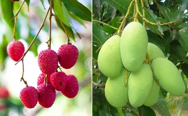 हल्द्वानी: आंधी से आम और लीची हुए चौपट