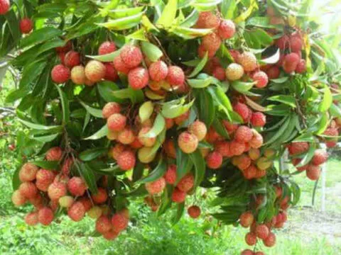 कालाढूंगी: आम-लीची के बगीचों से चमगादड़ को भगाने के लिए हो रहे धमाके, परेशान ग्रामीण एसडीएम के पास पहुंचे