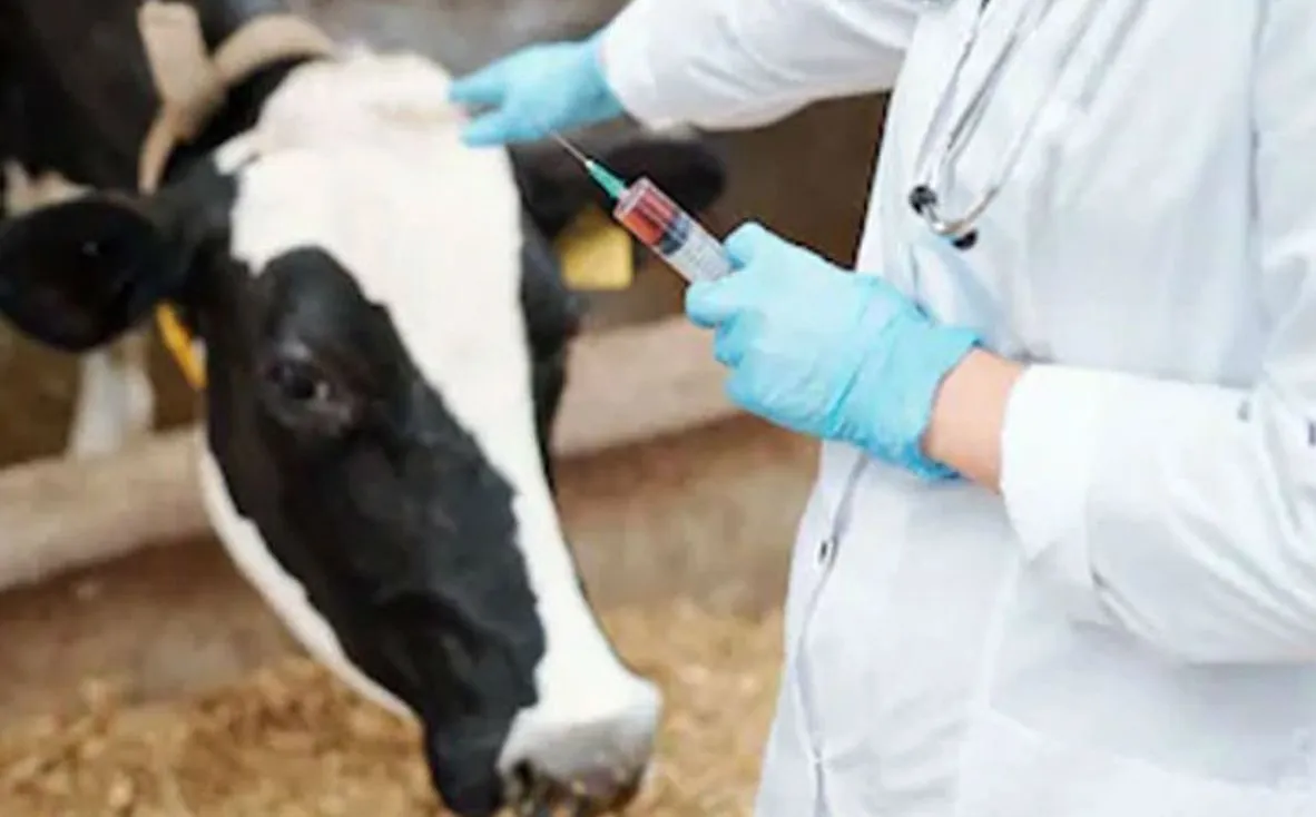 बरेली: एक लाख पशुओं को नहीं लगी वैक्सीन