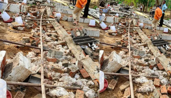 बहराइच: आंधी और पानी ने मचाई तबाही, 1200 से अधिक मुर्गियों की मौत