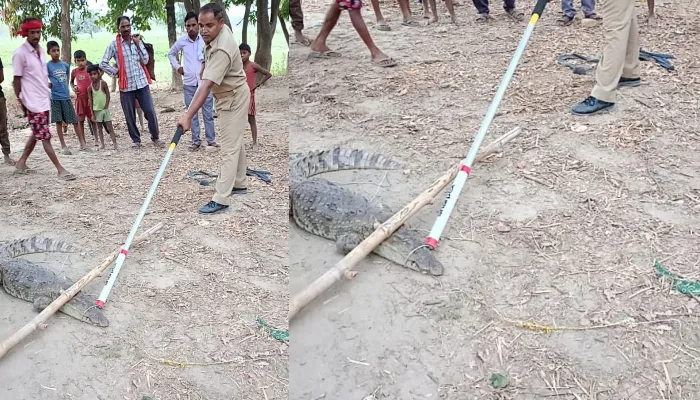 बहराइच: गांव में निकला मगरमच्छ, वन कर्मियों ने पकड़कर नदी में छोड़ा